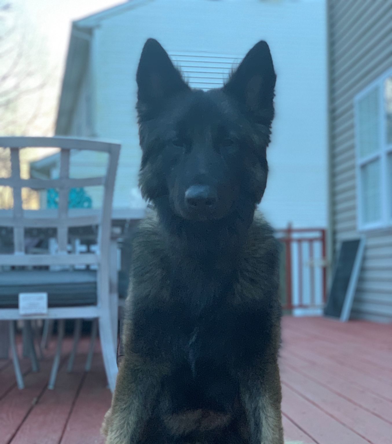 K9 Patrolman Jeff Vanegas and K9 Titus